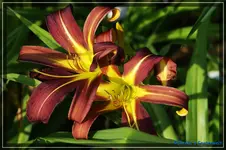 Dark Star.webp
