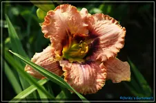 Darling Deception.webp