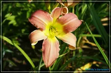 Exotic Dancer.webp