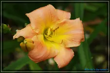 Heather Green.webp