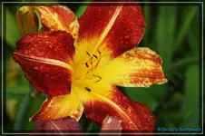 Ruby Spider.webp