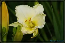 Sachsen Little White.webp