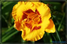 Tigerling.webp