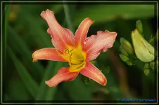 Zartes Rosa.webp