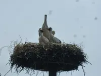P1450850.webp