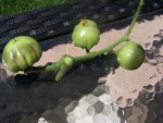 100_4052.jpg