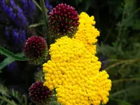 DSCN9393.webp