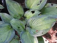 june_800x600.webp