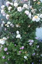 joanne.webp