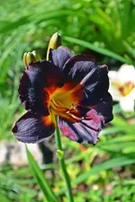 DSC_4867.webp