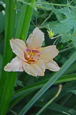 DSC_4871.webp