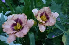 DSC_4873.webp