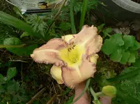 P1570271.webp