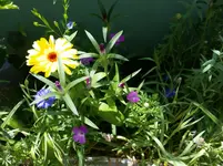 Bienenweide.webp