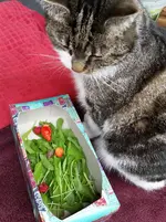 Ernte und Katze.webp
