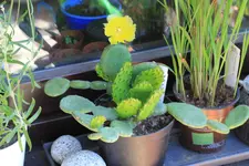 Opuntie mit Blüte.jpg