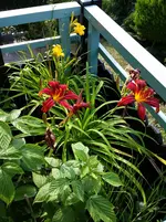 Taglilien.webp