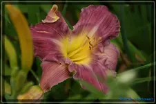 Albert 209.webp