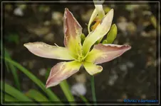 Dancing Summerbird.webp
