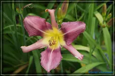 Fuchsia Fashion.webp