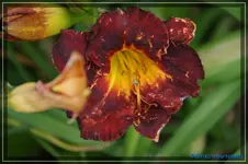 Invitation To Immortality.webp