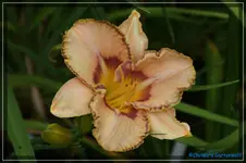 Linda Daniel.webp