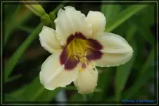 Little Tinkerbell.webp
