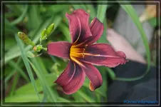 Rot m. dunkl. Auge.webp