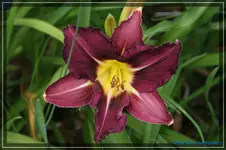 Violett Hour.webp
