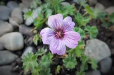 DSCF1920 (2).webp