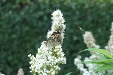 DSCF1914.webp