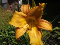 BILD4220.webp