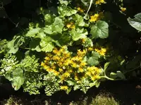 BILD4250.webp