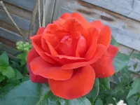 P1460159.webp