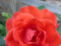 P1460169.webp