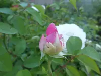 P1460251.webp