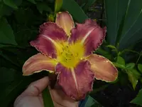 P1460150.webp
