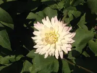 image.webp