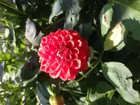 image.webp