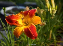 IMG_1437.webp