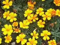 Bilda176.webp