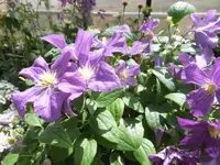 Bilda068.webp