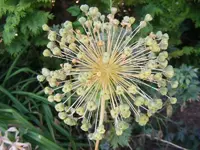 Allium2.webp