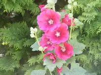 Stockrose.webp