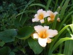 Hemerocallis.jpg