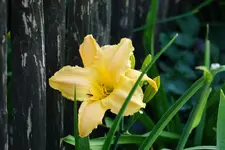 Fringe of Gold.webp