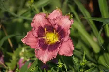 Hilde.webp