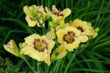 Ornamental Focus.webp