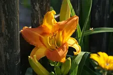Peachy Hager.webp
