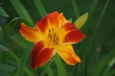 Red Twister.webp